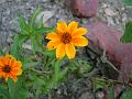 Zinnia 'Profusion Orange'